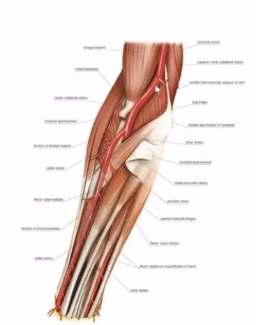 桡动脉穿刺技巧，你要知道的细节都在这！