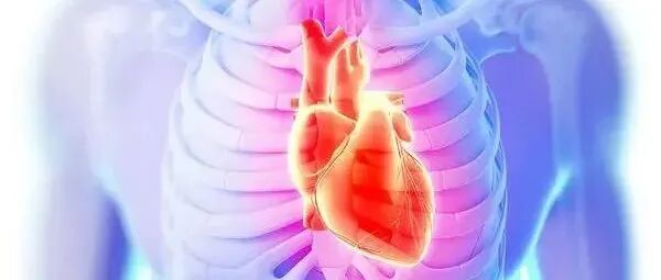 早读 | 震撼！26张超清动图，了解不同情景下真实的心脏跳动