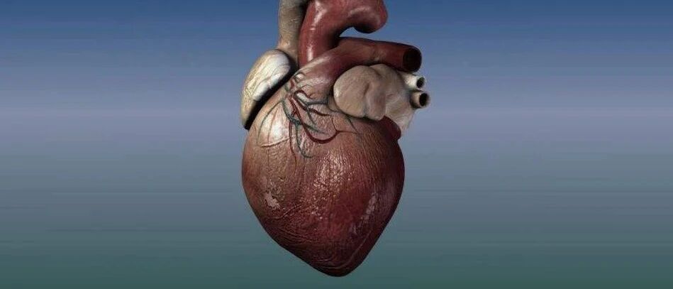 早读 | 限制性心肌病的诊断要点，本文非常全面了