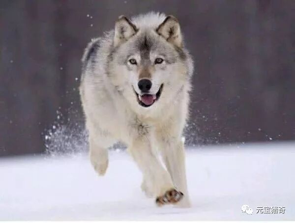 古人常说狼狈为奸 狈是一种怎样的动物呢 为什么从未见到过 元宝猎奇 微信公众号文章阅读 Wemp