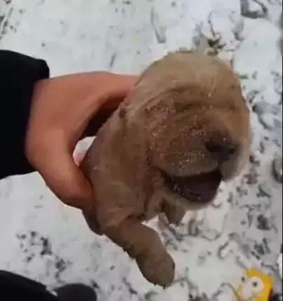 在雪地里撿到一只小奶狗，拿起來一看... 未分類 第2張