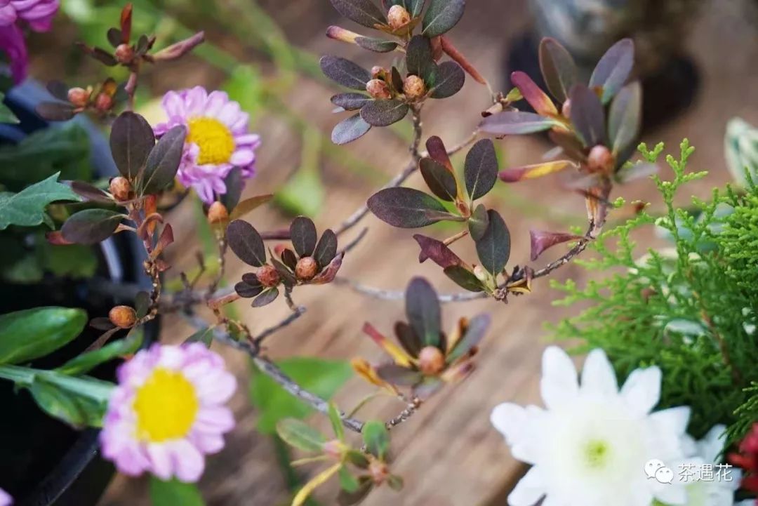 茶道茶席 菊 茶遇花间 微信公众号文章阅读 Wemp