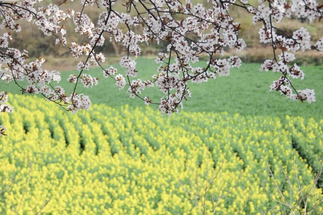春有约，花不误！一起来汉王奔赴春天吧