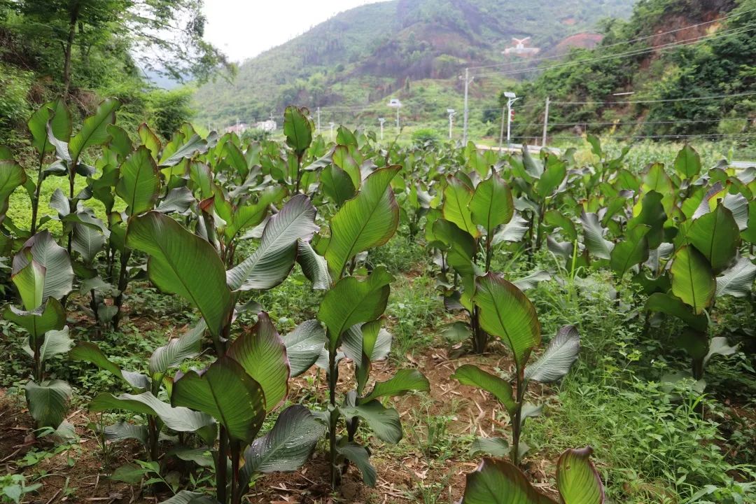 蕉芋生长环境图片