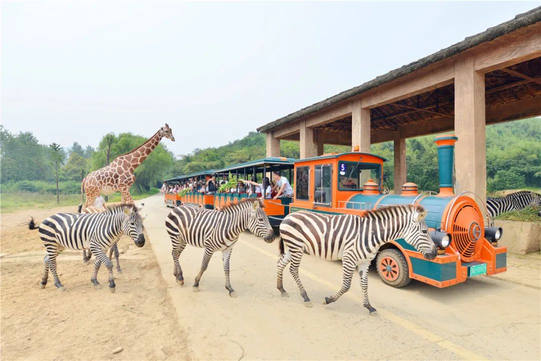 春节旅游优惠活动