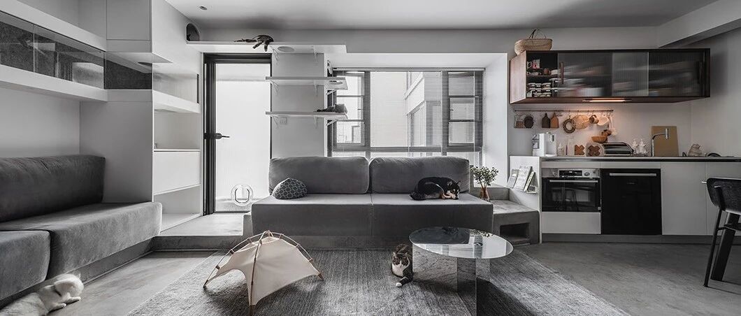 9猫、2狗、2人，这样的家太爱了！