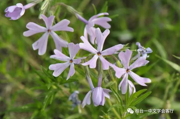 苔花依然绽放 桓台一中文字会客厅 微信公众号文章阅读 Wemp