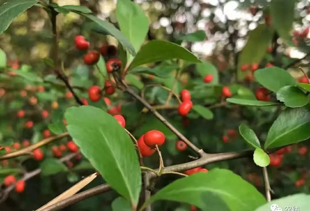 体虚之人感冒了，用这个中成药较好