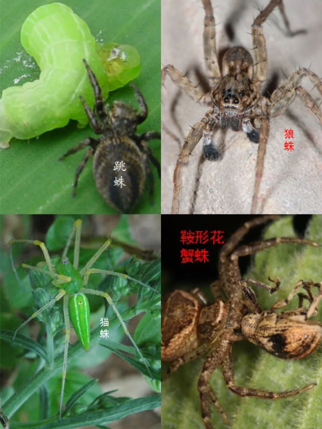 认真说 被蜘蛛咬了会有什么超能力 生物学家陈建 上海自然博物馆 微信公众号文章阅读 Wemp