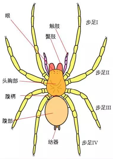 认真说 被蜘蛛咬了会有什么超能力 生物学家陈建 上海自然博物馆 微信公众号文章阅读 Wemp