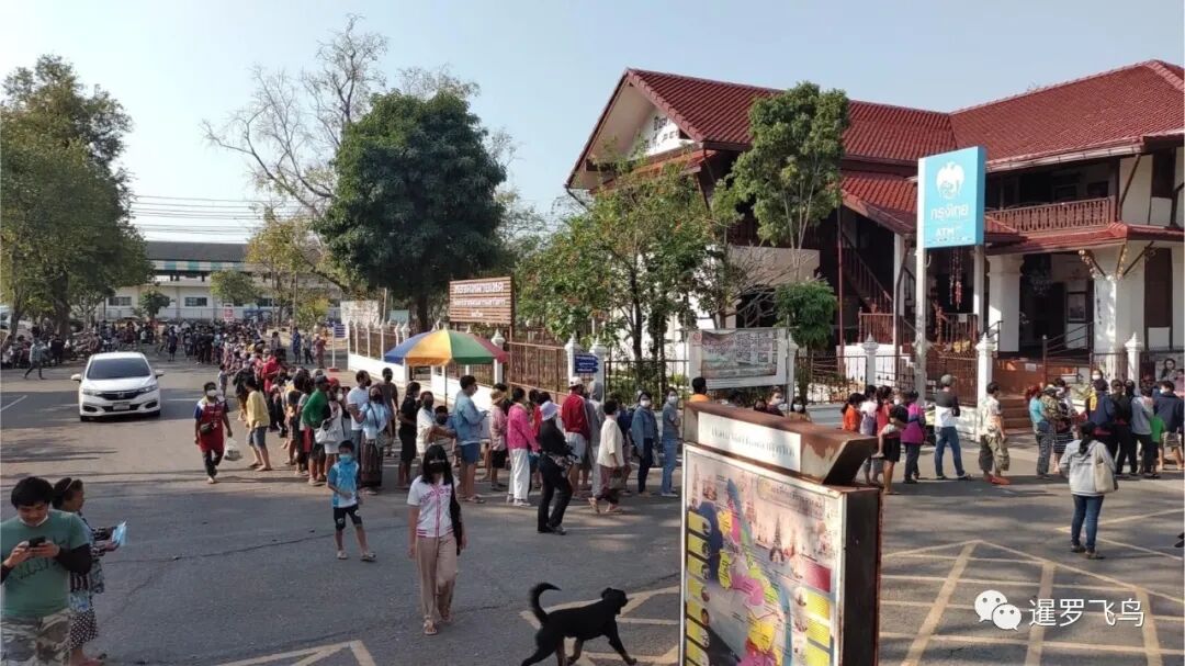 僧侣 暹罗飞鸟siambird