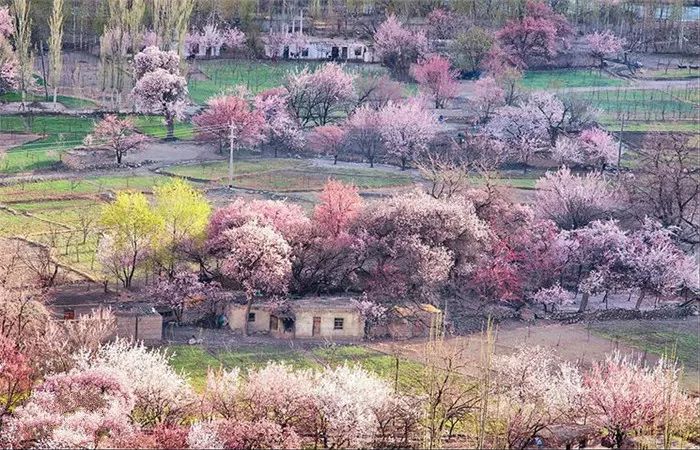 西域三十六国丨南疆杏花开3月帕米尔高原塔莎古道大同乡杏花村慕士塔