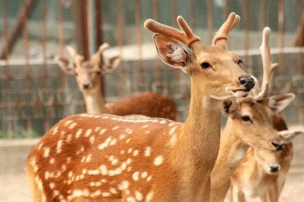 鹿茸酒和七仙女的美丽传说