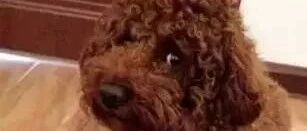 铲屎官网上哭诉：自己养的不是泰迪，是祖宗！