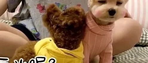 主人喊泰迪的名字，另小伙伴急忙帮它应答，戏真多