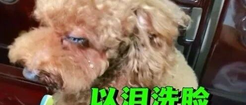 狗狗疯狂拆家，以泪洗脸，它究竟经历了什么？