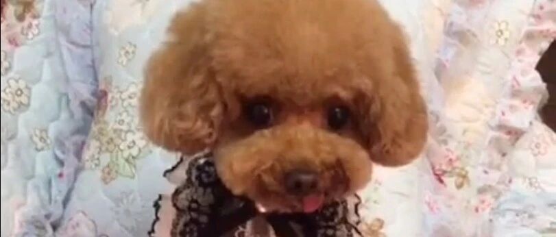 小泰迪调皮的小动作，太可爱了