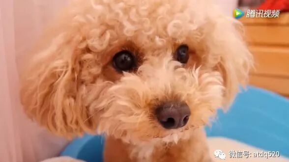 泰迪宝宝要睡觉了，主人非要先握握手，耽误本宝宝睡觉