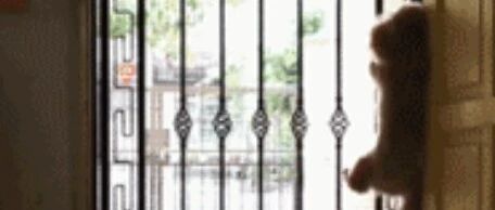 在想出逃的泰迪面前，没有任何门可以拦住它！