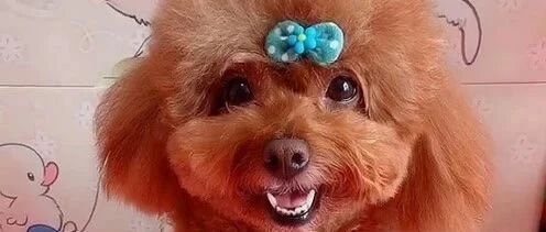 好聪明可爱的泰迪，它还会自己找衣服打扮，最后笑的时候真萌