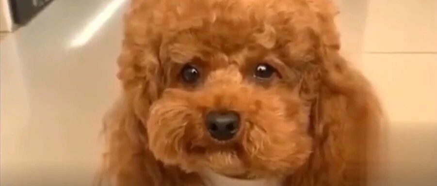 主人要带另外一只泰迪回家，家里泰迪立马就来脾气，上演摔东西绝技