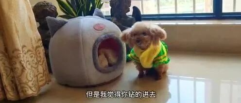 小泰迪的新年礼物不会用，站在边上直跺脚，太搞笑了