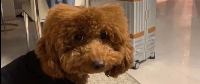 早上起来发现泰迪秃顶了...哈哈哈哈抱歉没忍住！