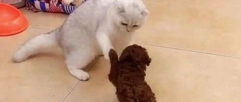 泰迪和猫咪打架，泰迪：你再不投降我喊兄弟来了！