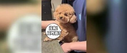 泰迪：别动我，让我跟爸爸再呆一会！