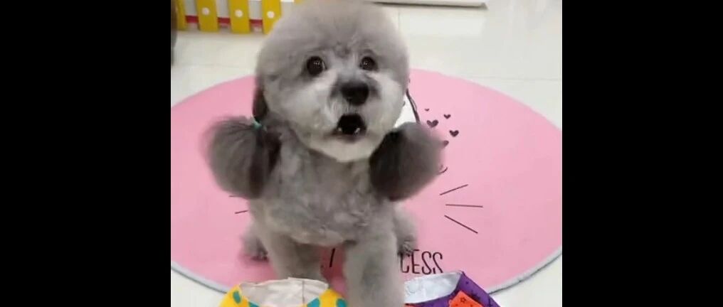 泰迪要穿新裙子，瞧它的反应好可爱呀，萌萌哒