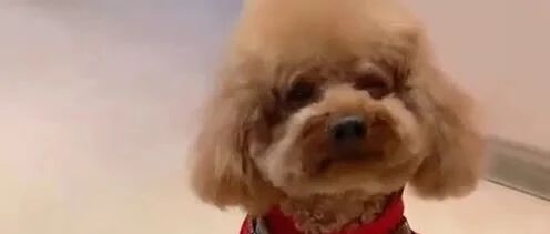 泰迪想要出去玩，撒娇卖萌叫麻麻，真是太惹人爱了！