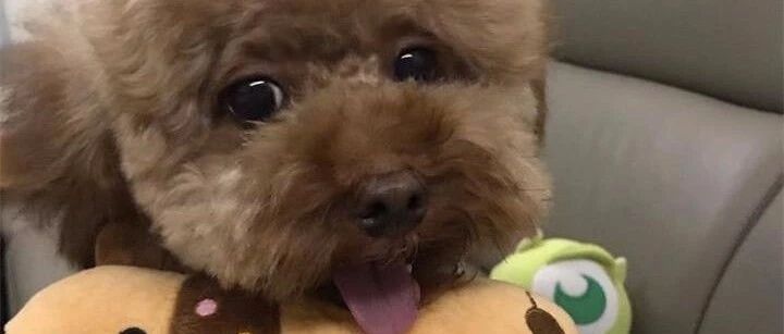 小泰迪居然不贪吃，就是喜欢撒娇讨抱抱！