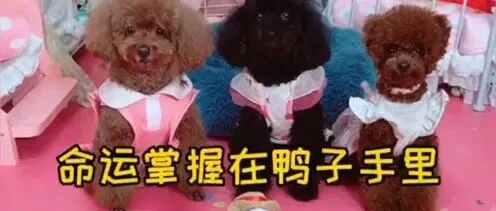 泰迪睡哪里鸭子说了算，泰迪们会不会听鸭子话呢？