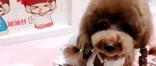 泰迪饿了催主人赶紧开饭，没有肉就耍无赖不吃，像个小孩一样！