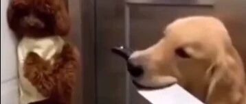 爆笑恶搞：泰迪与金毛实力悬殊的一场PK，哈哈哈哈