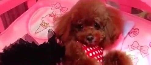 耙耙惹麻麻生气了，泰迪立马把耙耙撵出门，厉害了