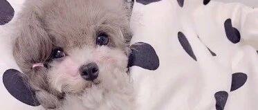 主人要给泰迪刷牙，瞧它配合的样子好可爱呀，萌萌哒