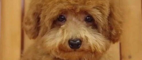 小泰迪的眼神好像在说，铲屎官，你再不放我出去我就要咬你了！