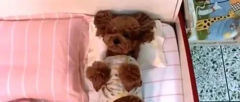 泰迪每天都是这样子，像个小人精