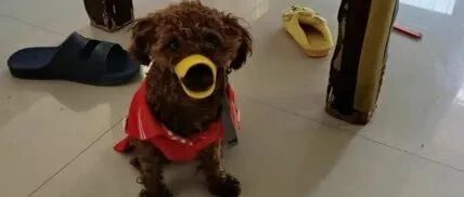 主人不在家泰迪偷啃木头，主人回来很生气，让狗狗变成了小黄鸭！