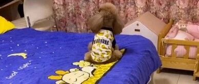 麻麻回来晚了，泰迪竟然坐在床上生闷气，太可爱了！