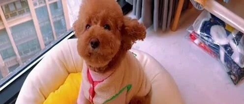 戏精泰迪，说它过年长胖，居然生气了？