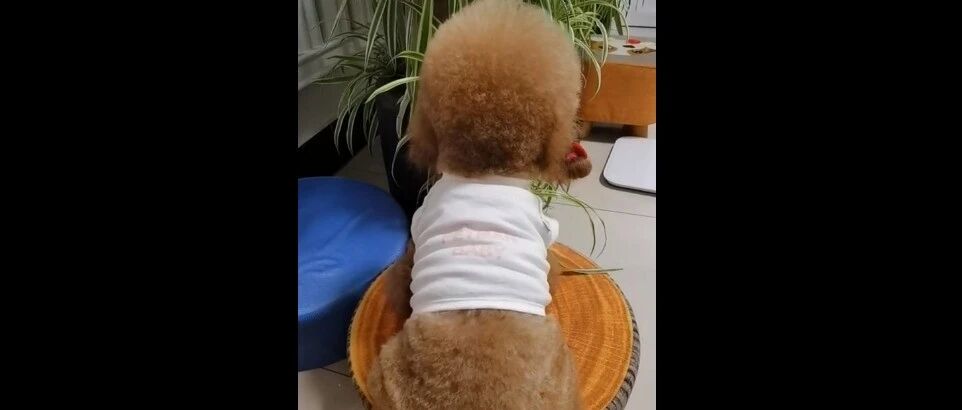 泰迪不愿意给妹妹送生日礼物，这也太小气了吧