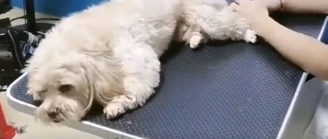 泰迪不洗澡，铲屎官只说了一句话，泰迪竟自觉躺好求洗澡