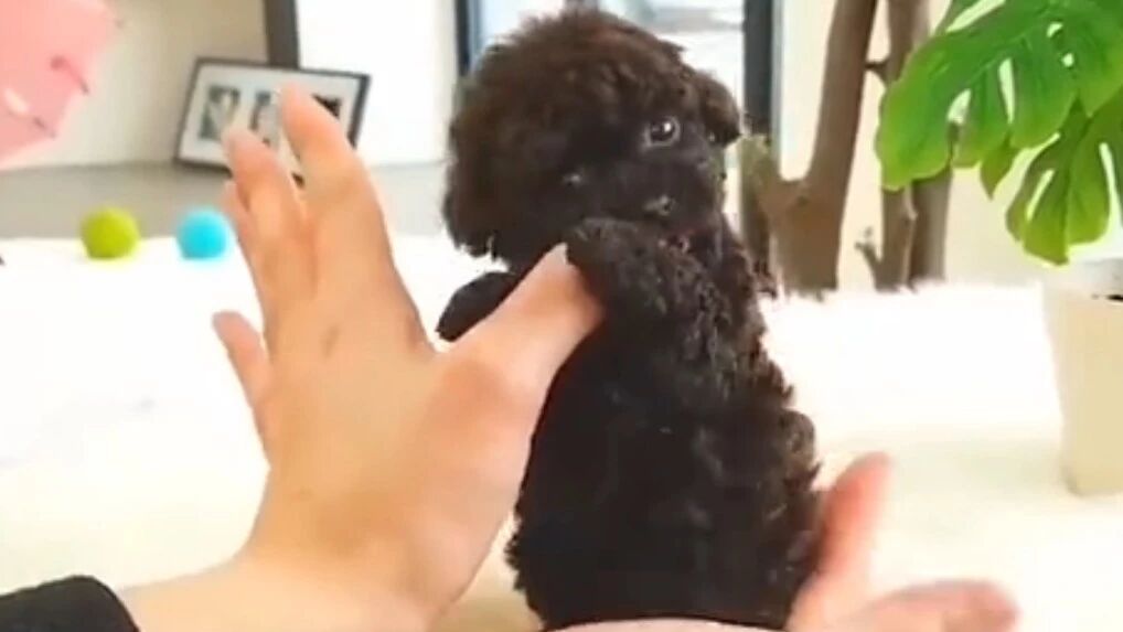 那些搞笑的泰迪们，都快成精了