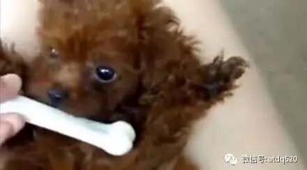 爱撒娇的小泰迪，太惹人爱啦