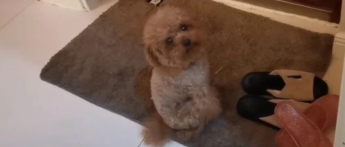 一直待在门口苦等主人回来的小泰迪，好感人，好忠诚的小狗崽