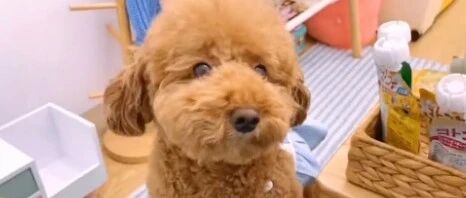 这么可爱的泰迪，想养一只吗？虽然铲屎官自家开超市但是每月都破产！