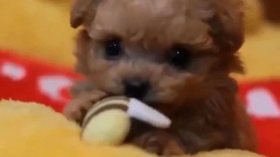 呆萌泰迪宝宝，颜值实在太高