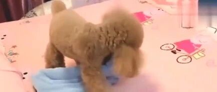 主人睡着了，泰迪拿毯子给主人盖上，还送酸奶